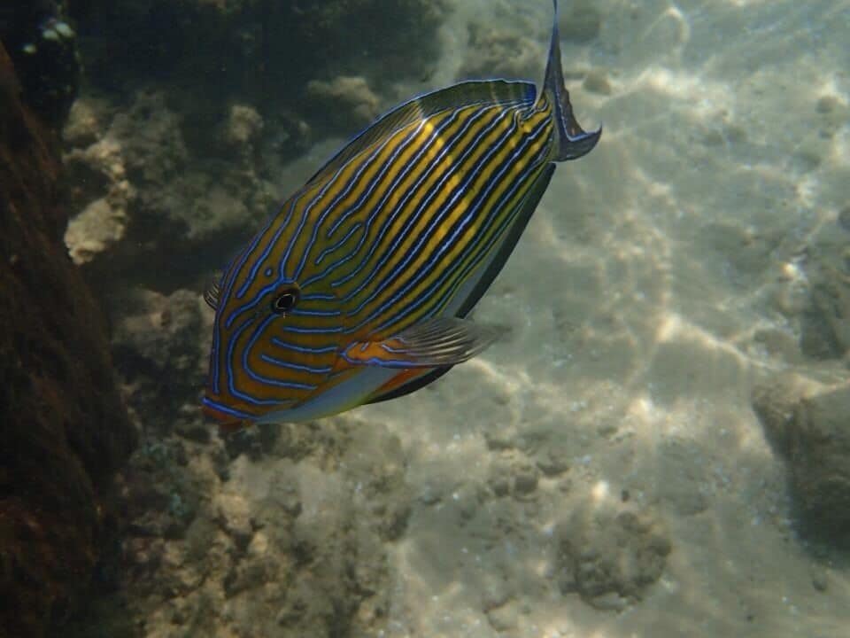 A fish with yellow and blue stripes swimming near a rocky underwater surface.
