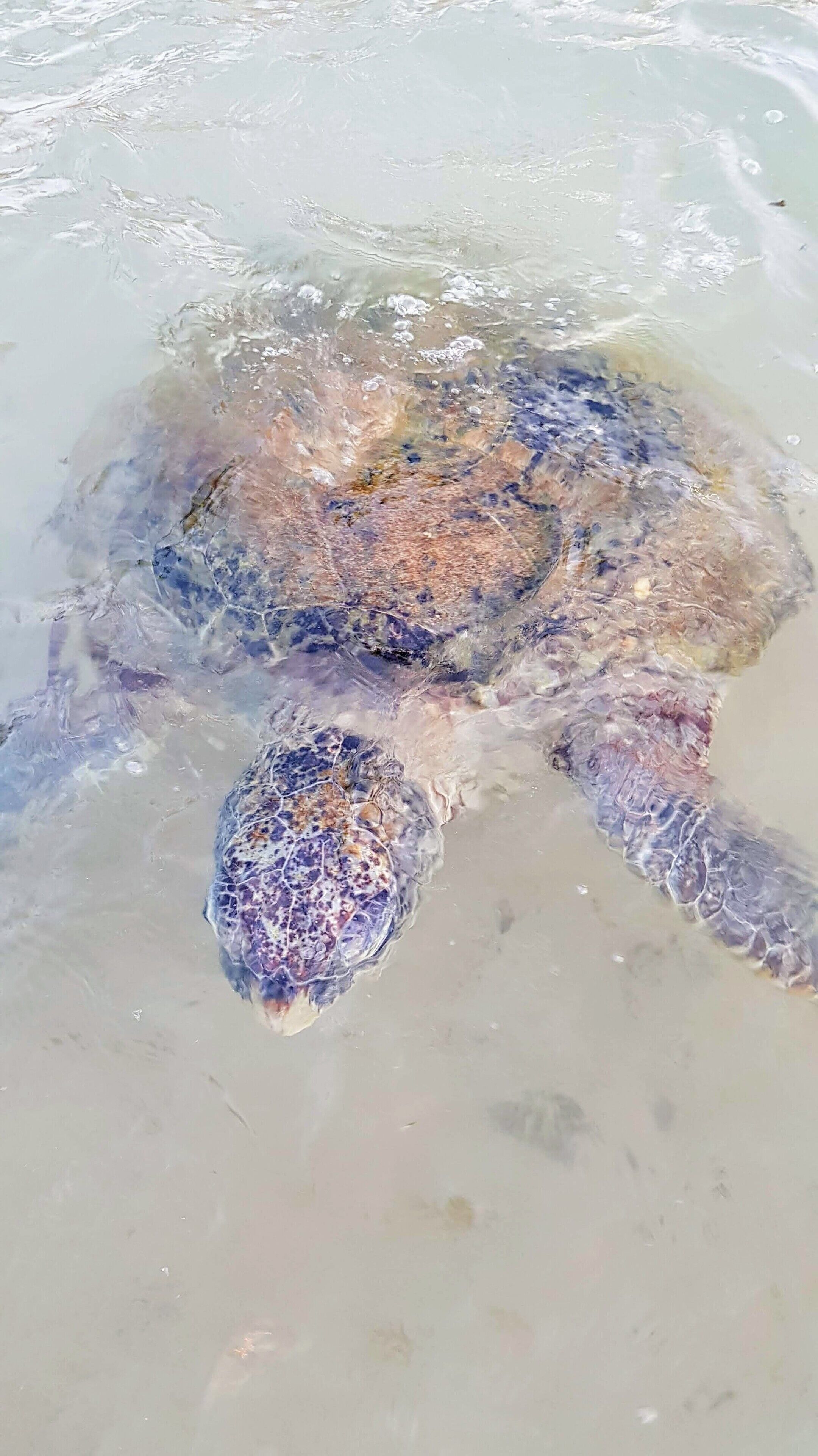 At sunset each day giant turtles come to the shallows at this spot to feed on seaweed.

They are curious and will eat seaweed from your hand :-) 

#turtles
#beach 
#sri lanka