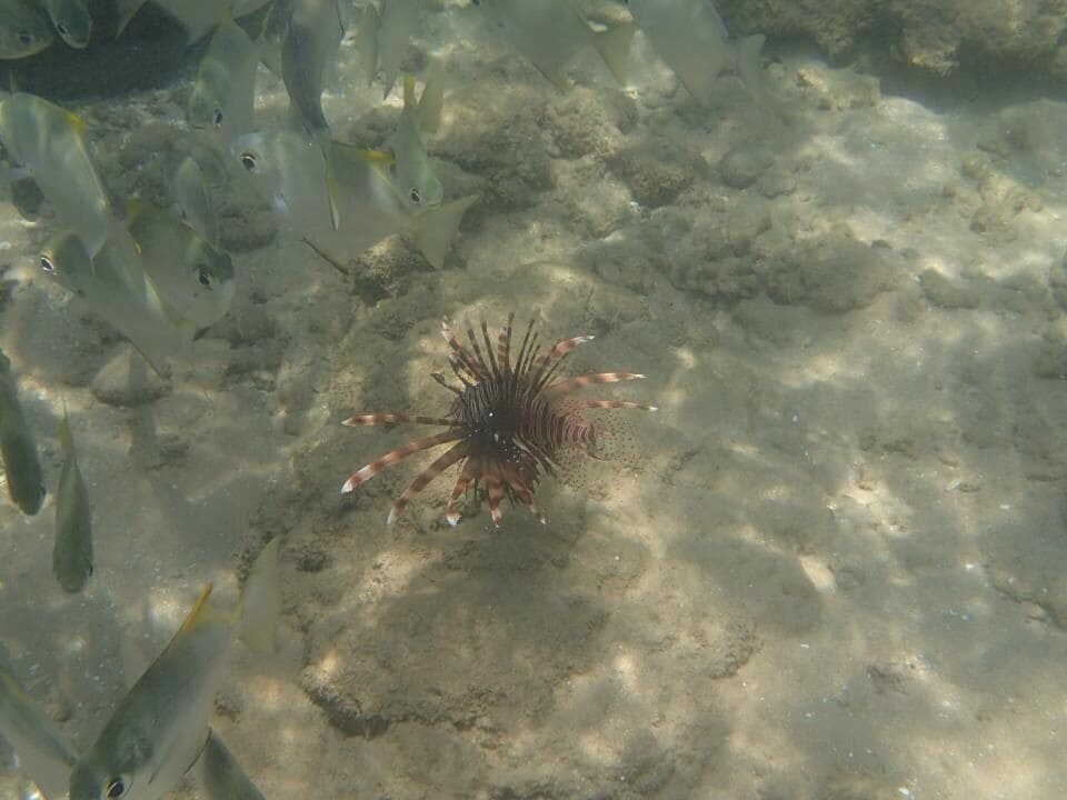 Snorkeling off the beach @ Coral Sands Hotel