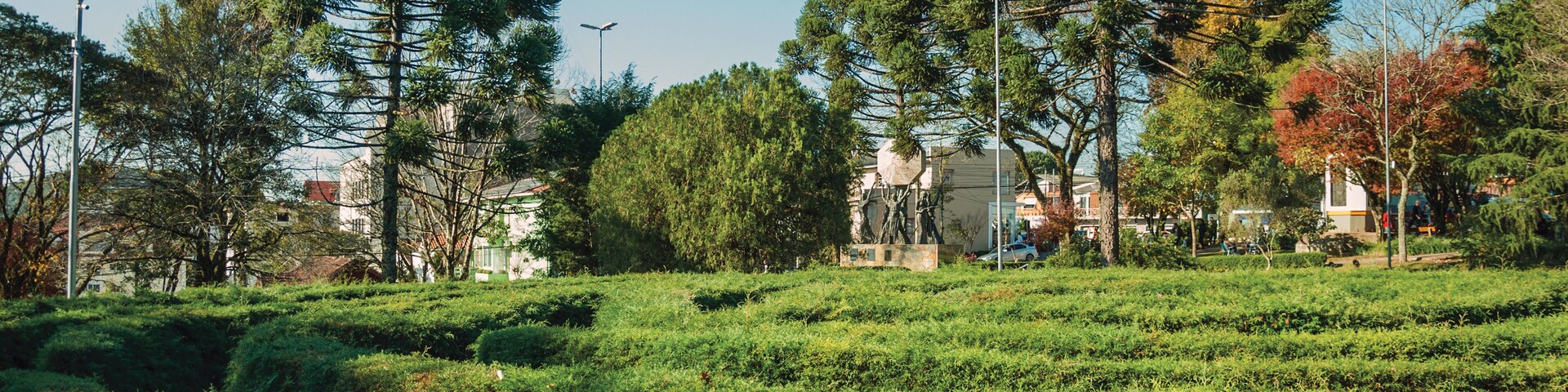 Maze made of evergreen bushes in a garden