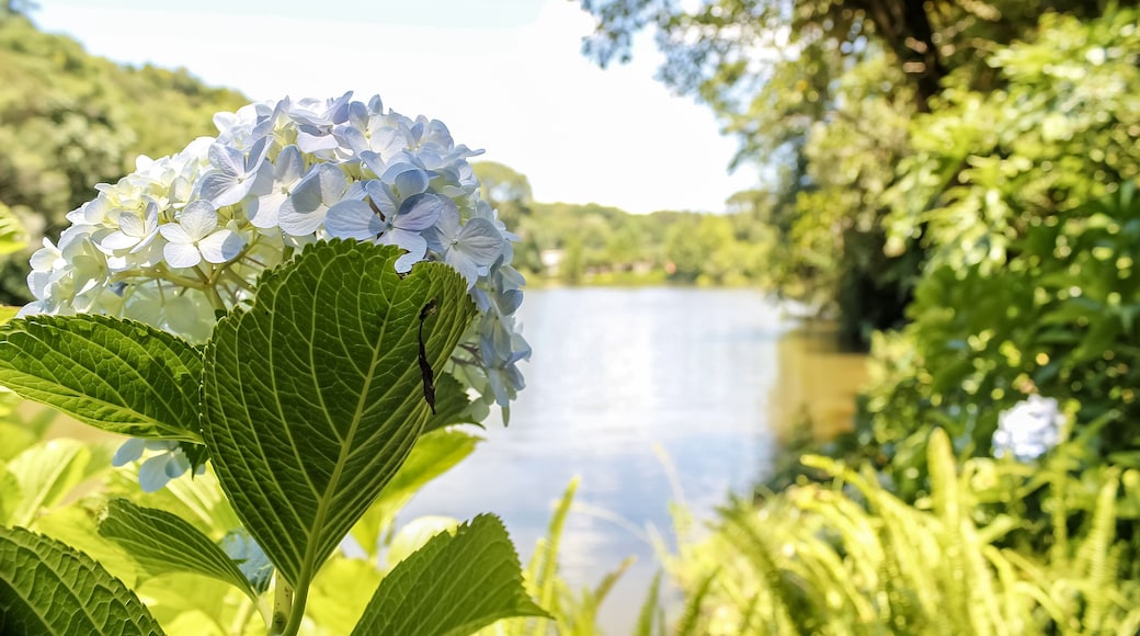 ノーヴァ ペトローポリス