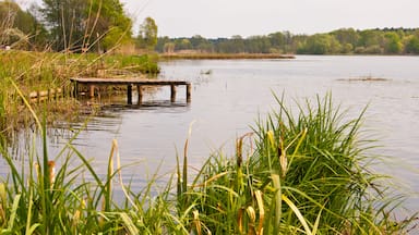 Neuendorfer See im Unterspreewald in Brandenburg, Deutschland, Lake in Brandenburg, Germany