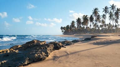 A beach with rocky shoreline, ocean waves, and a row of palm trees.