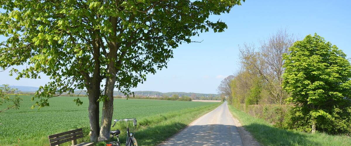 A rural road flanked by green fields and trees, with a bench and a bicycle parked by the roadside.