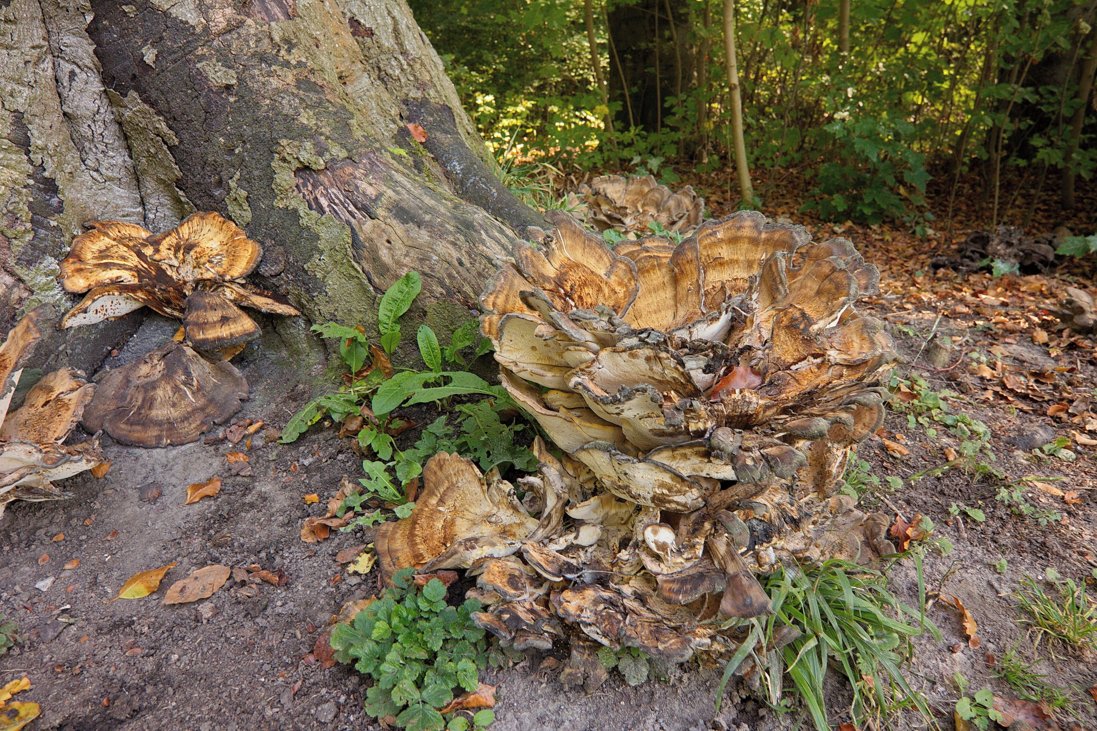 Landschaftsschutzgebiet Gehrdener Berg, Niedersachsen, Deutschland