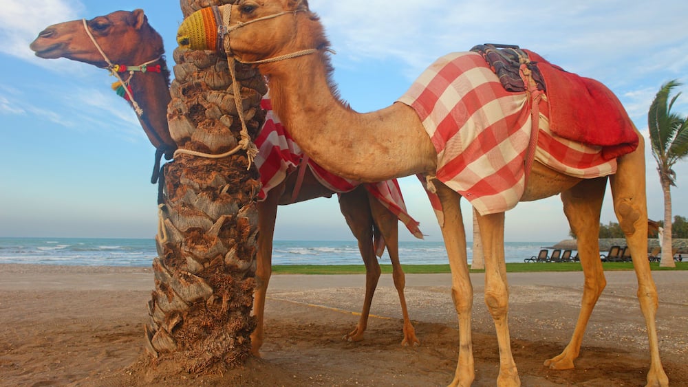 Oman, two dromedaries on the beach of Al Musannah