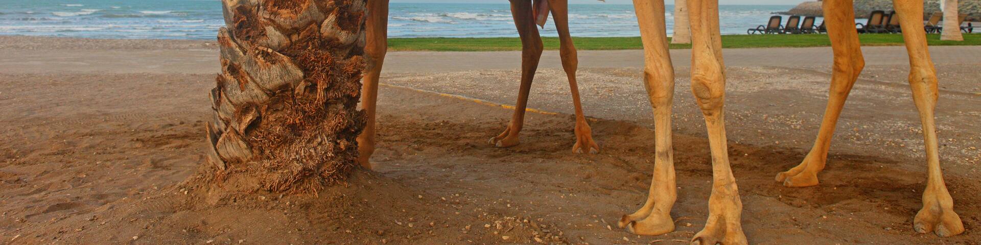 Oman, two dromedaries on the beach of Al Musannah
