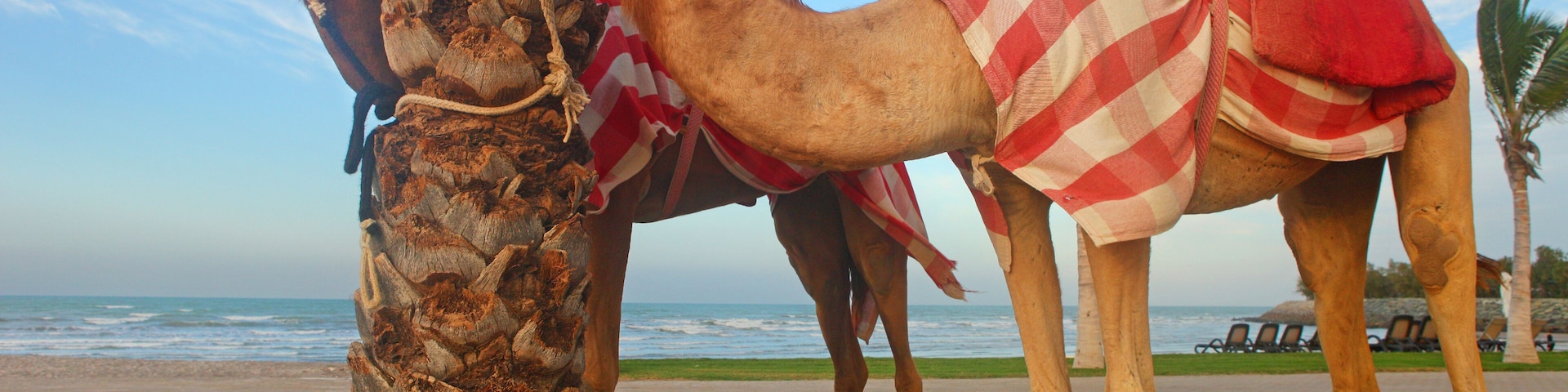 Oman, two dromedaries on the beach of Al Musannah
