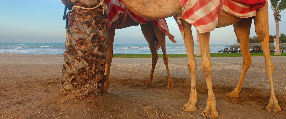 Two camels with blankets standing on a beach with the ocean in the background.
