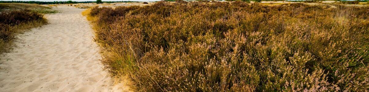 heather and sand path in national park Loonse and Drunense Duinen, The Netherlands. Panorama