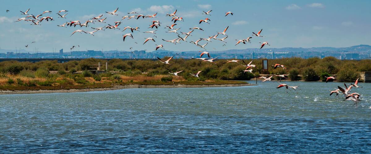 A flock of birds flying over a body of water with a cityscape in the background.