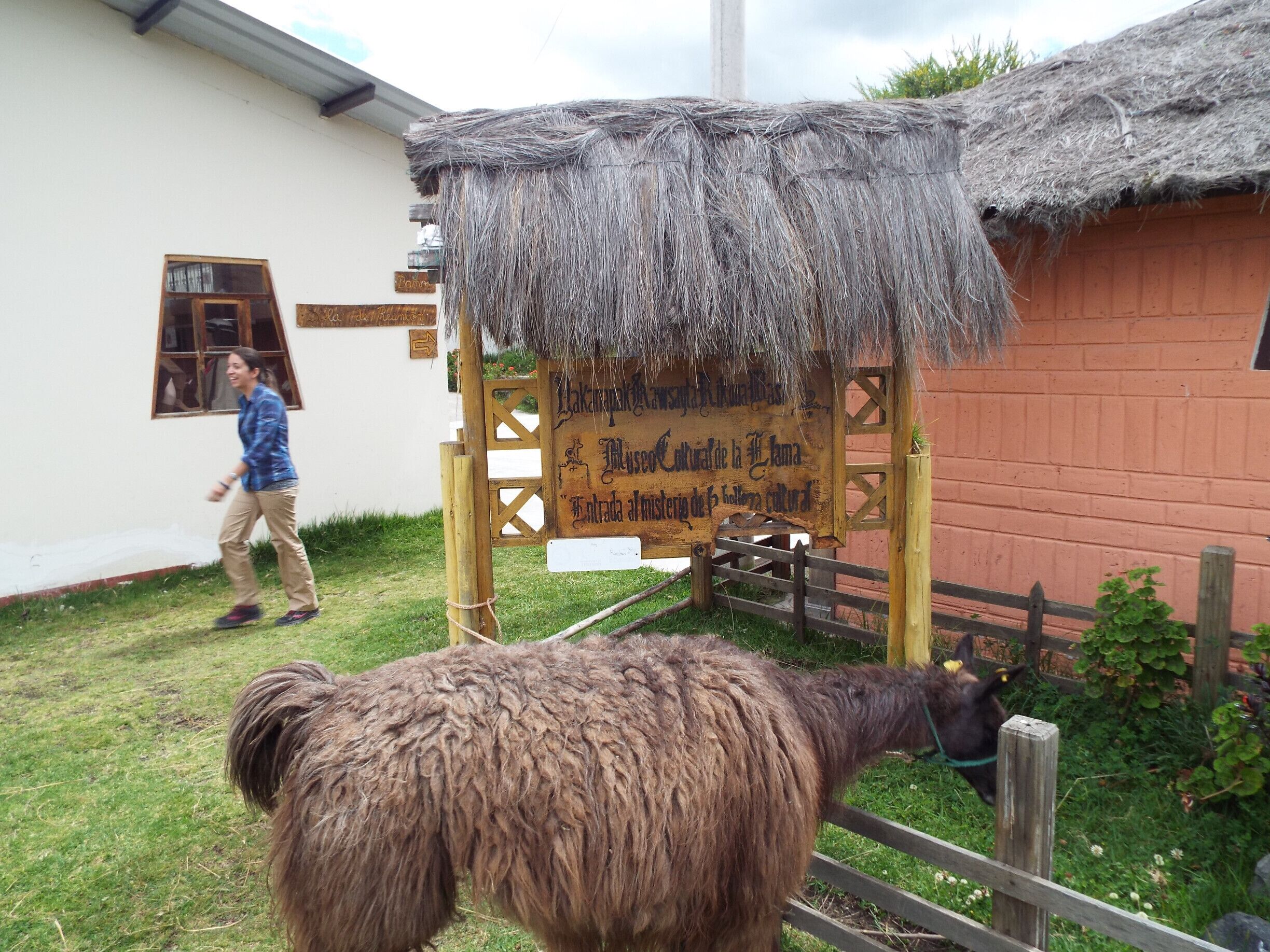 Museum of lama in Ecuador, created by indigenous community, very different, very interesting, and you can eat a lama stew