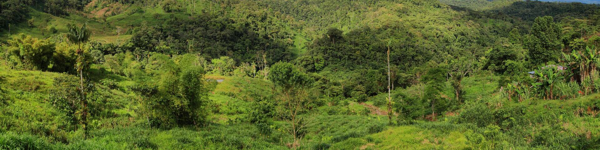 Landscape of ecuadorian jungle
