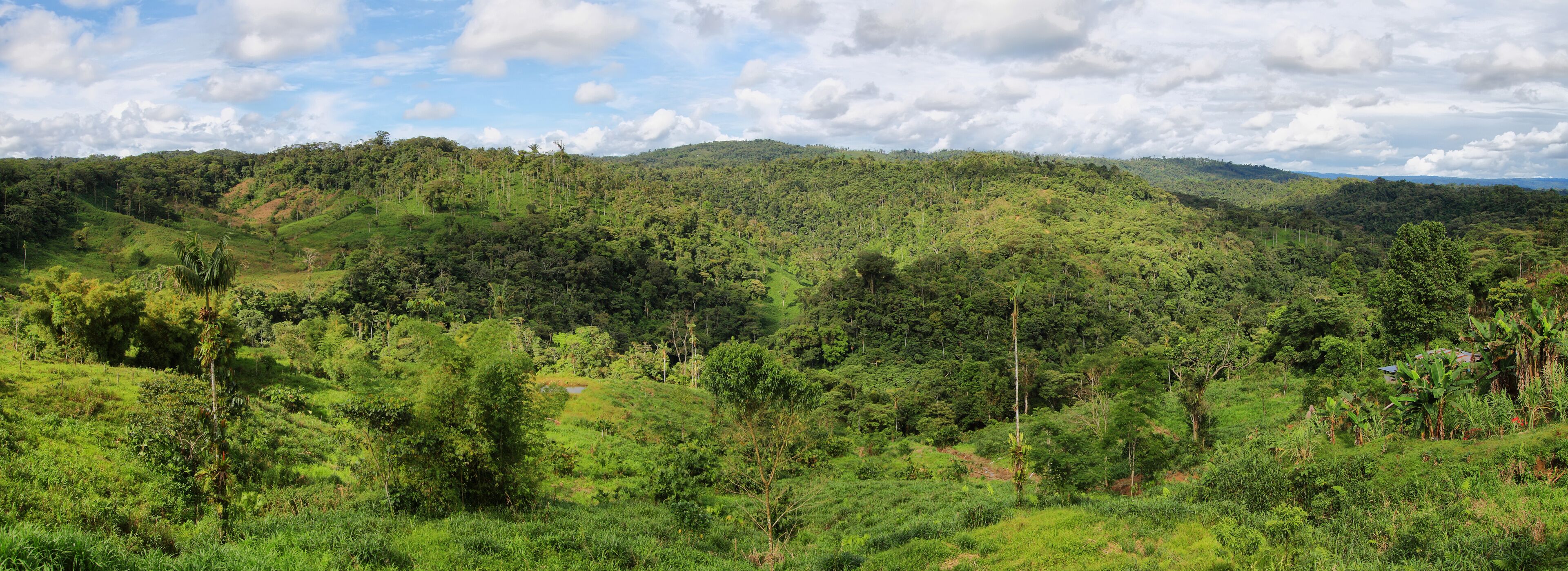 A lush green landscape with rolling hills and dense vegetation.
