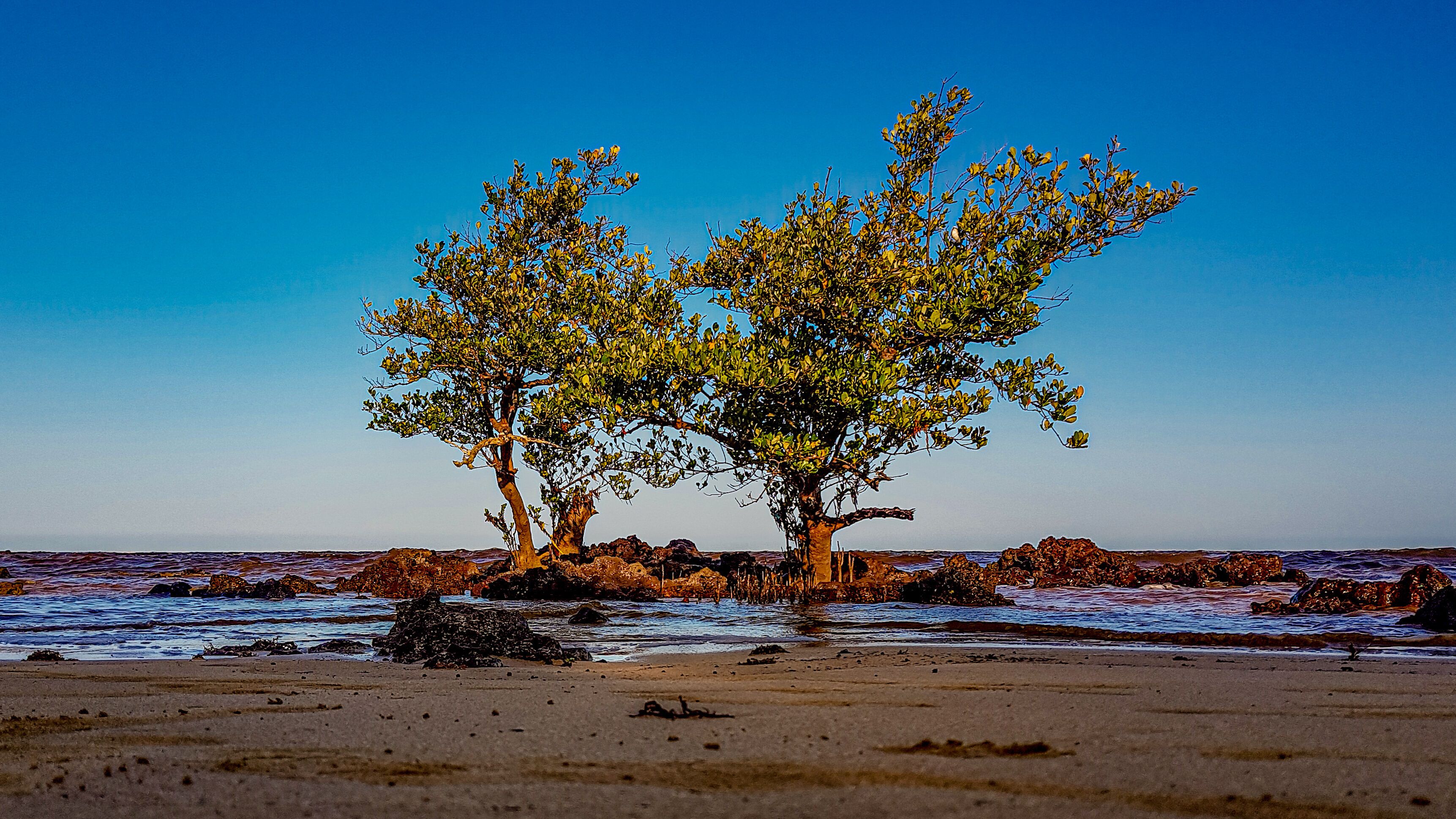 Two trees on a rocky beach with the ocean in the background.
