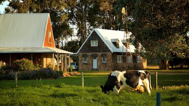 Cowaramup mostrando tierra de cultivo y animales