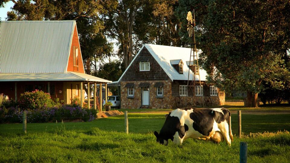 A stone farmhouse with a metal roof, a windmill, and a cow grazing in a field.