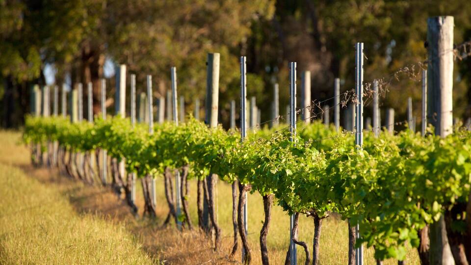 A vineyard with rows of grapevines supported by wooden stakes.
