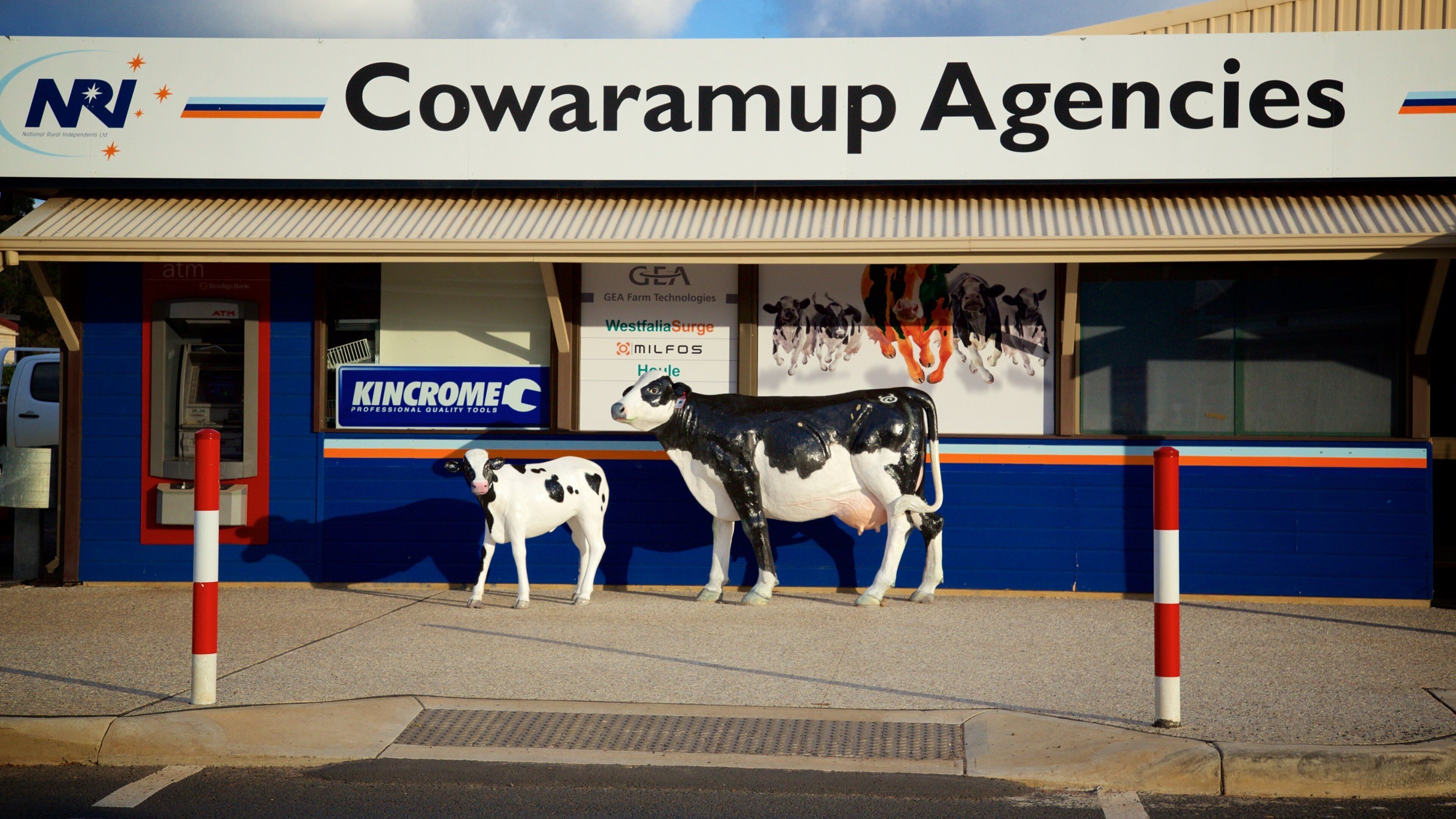 A building with a sign for Cowaramup Agencies and a large cow statue.
