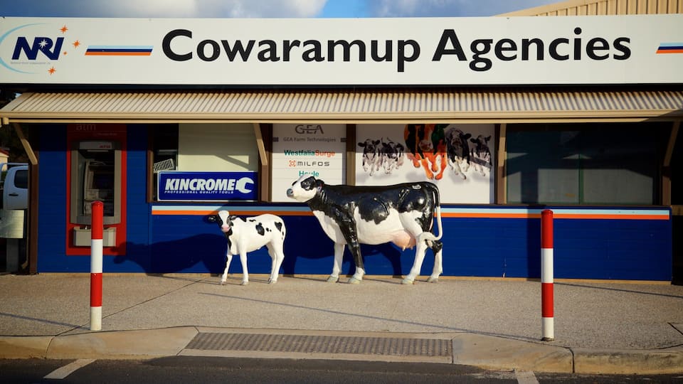 A building with a sign for Cowaramup Agencies and a large cow statue.
