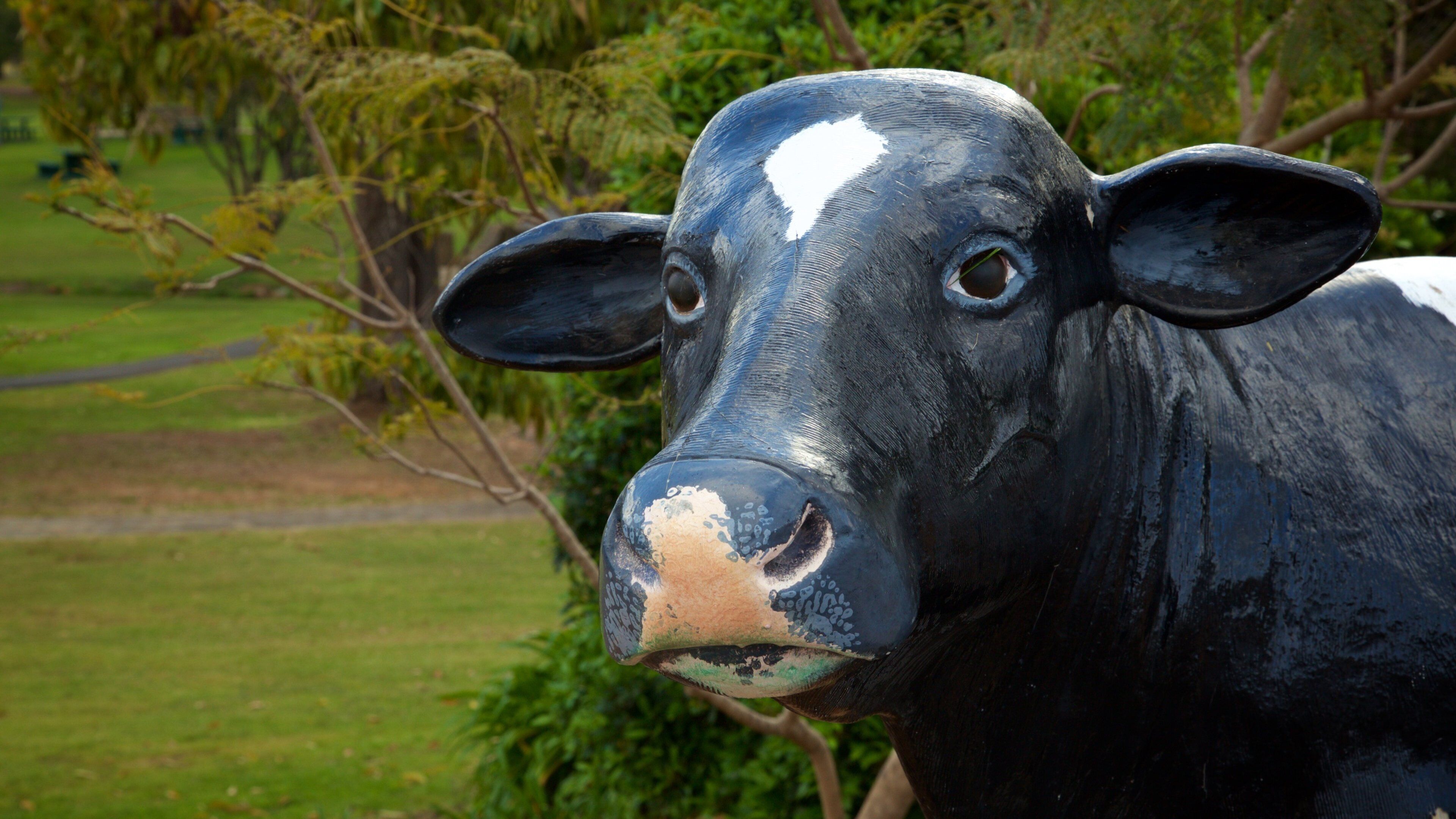 A black and white cow with a white patch on its face, standing in a grassy field with trees in the background.