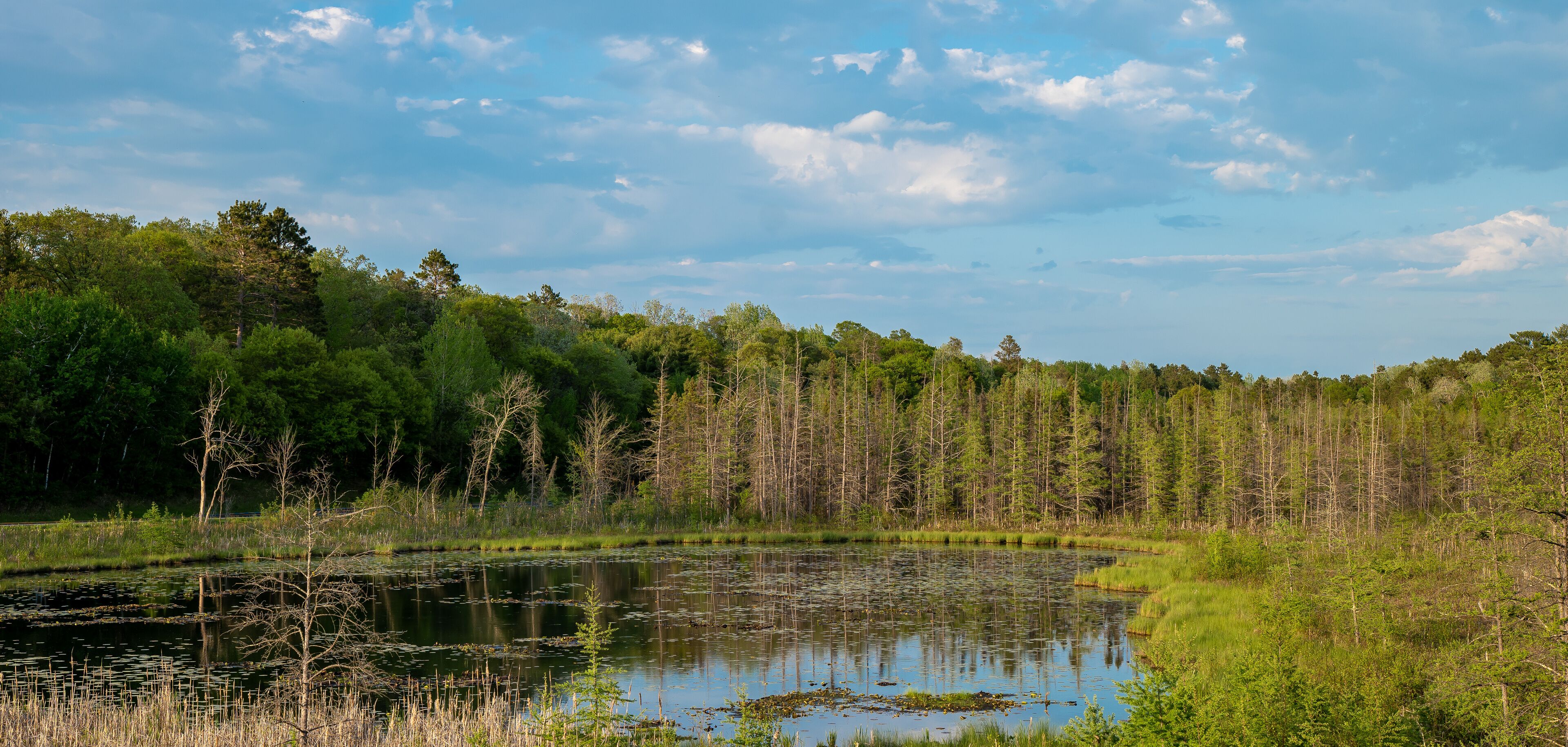 Beautiful nature wilderness spring scene in northern Minnesota. This is a large tree lined pond with early lily pads in evening light, and partly cloudy blue sky reflected in the calm water.