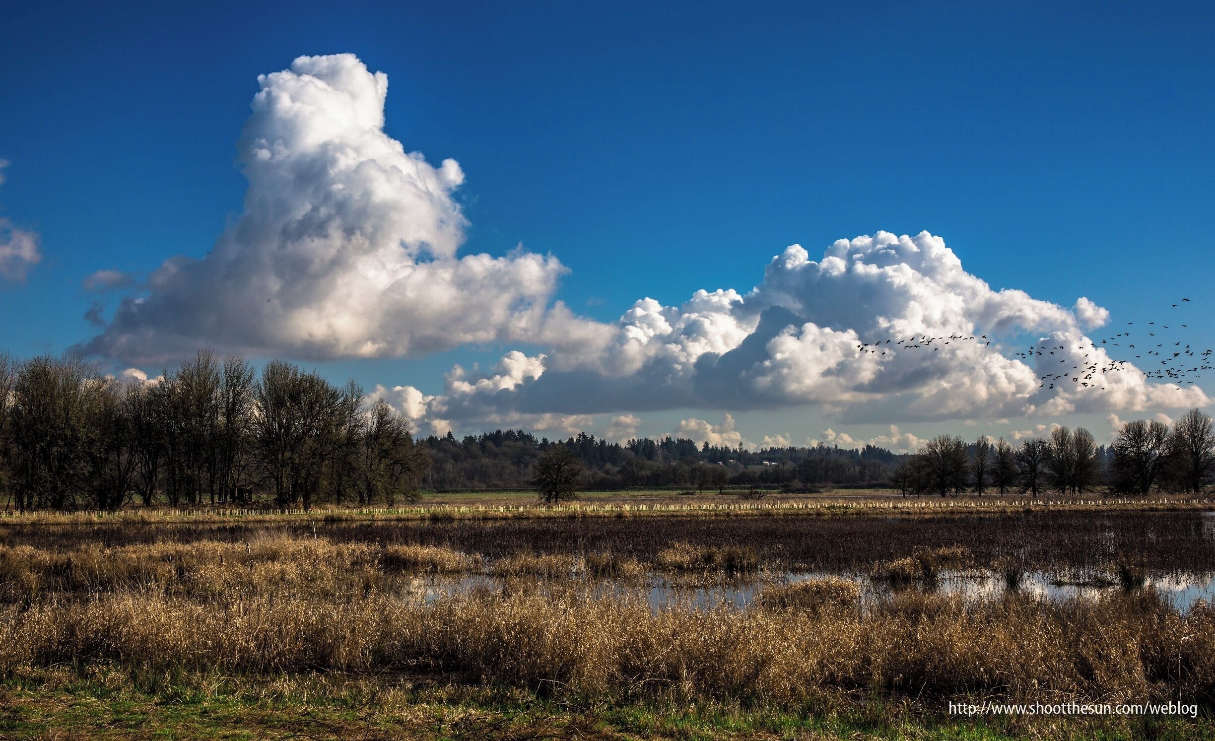 The Canada and Cackling Geese are still scattering in every direction on the refuge.  Within the month, most of them will be gone,