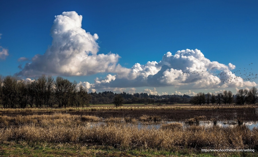 The Canada and Cackling Geese are still scattering in every direction on the refuge.  Within the month, most of them will be gone,