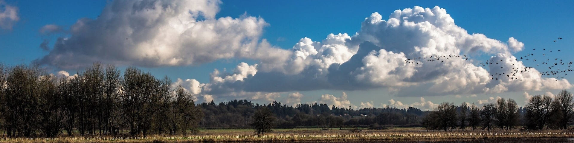 The Canada and Cackling Geese are still scattering in every direction on the refuge.  Within the month, most of them will be gone,