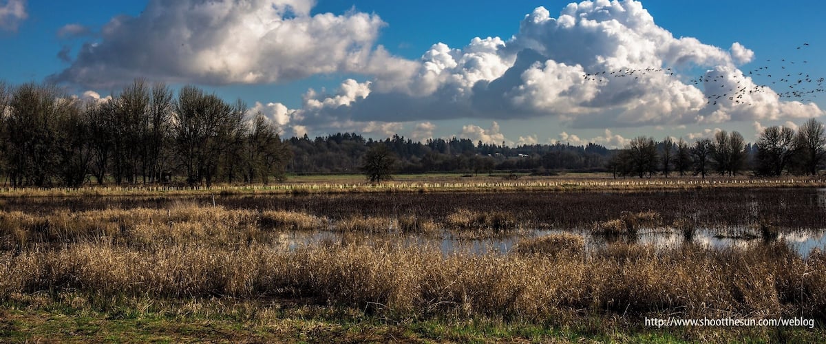 The Canada and Cackling Geese are still scattering in every direction on the refuge. Within the month, most of them will be gone,