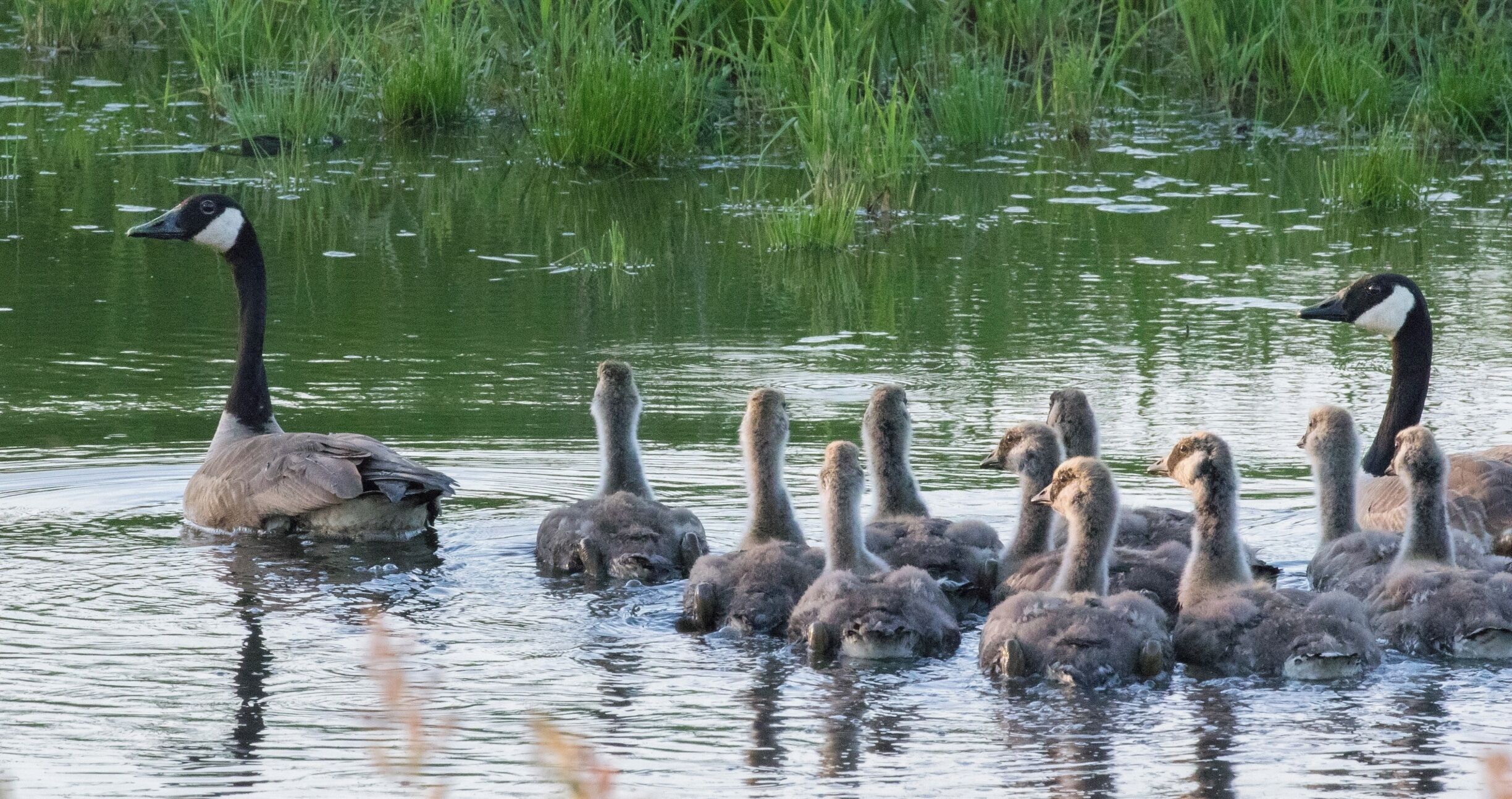 A goose swimming with its ducklings in a marshy area.