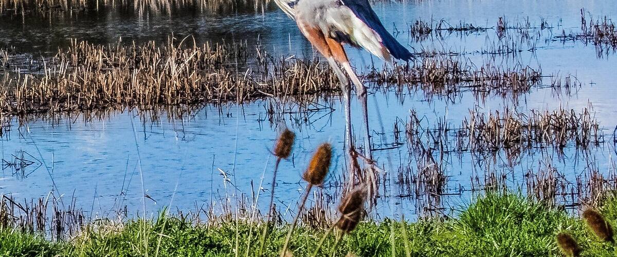 A heron flying over a water body with reeds and trees in the background.