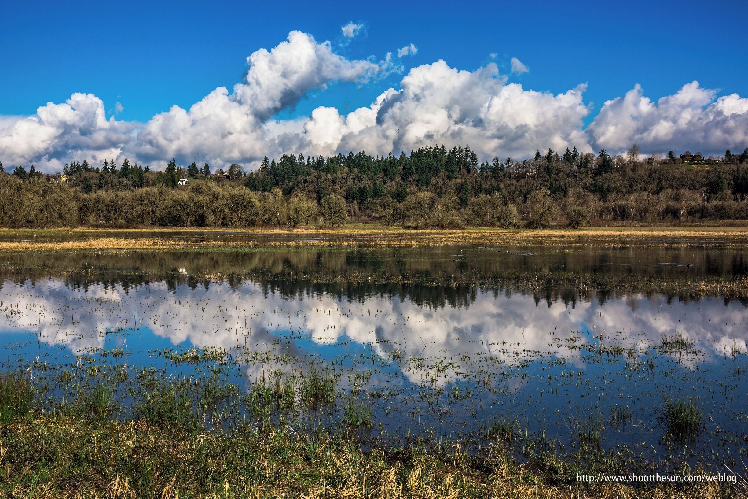 A calm lake reflecting clouds, surrounded by dense forest and a clear blue sky.