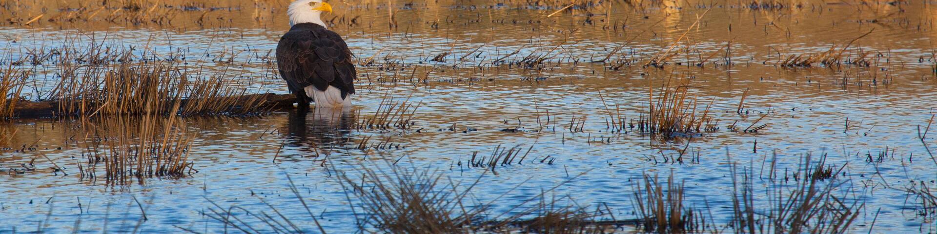 Bald Eagle sitting in a creek at the Ridgefield Wildlife Refuge in Washington State