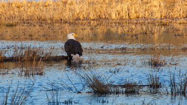 Bald Eagle sitting in a creek at the Ridgefield Wildlife Refuge in Washington State