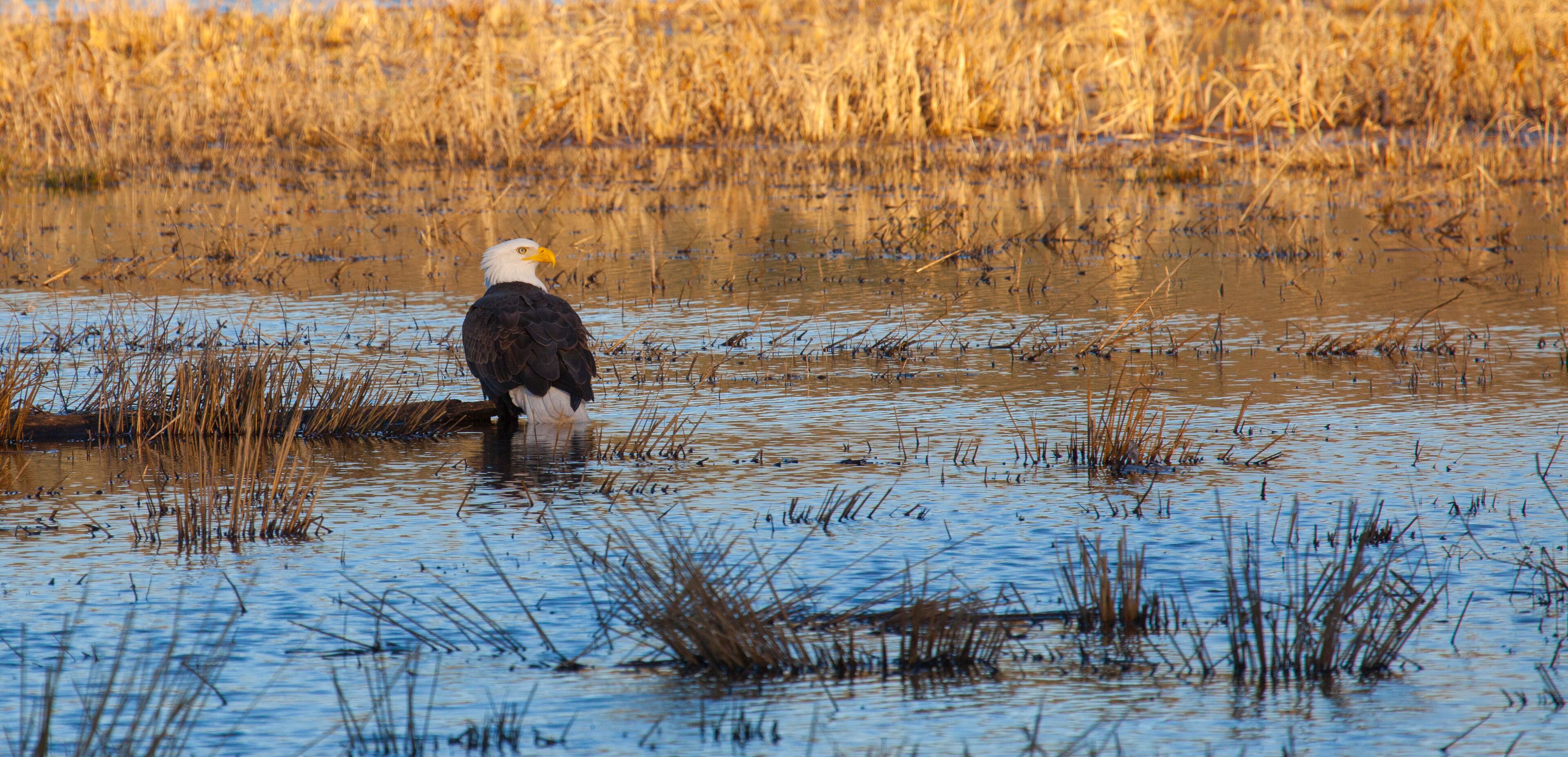A bald eagle standing in shallow water with tall grasses in the background.