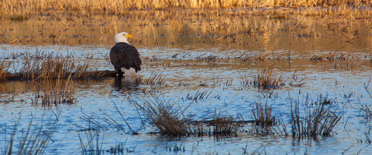 A bald eagle standing in shallow water with tall grasses in the background.