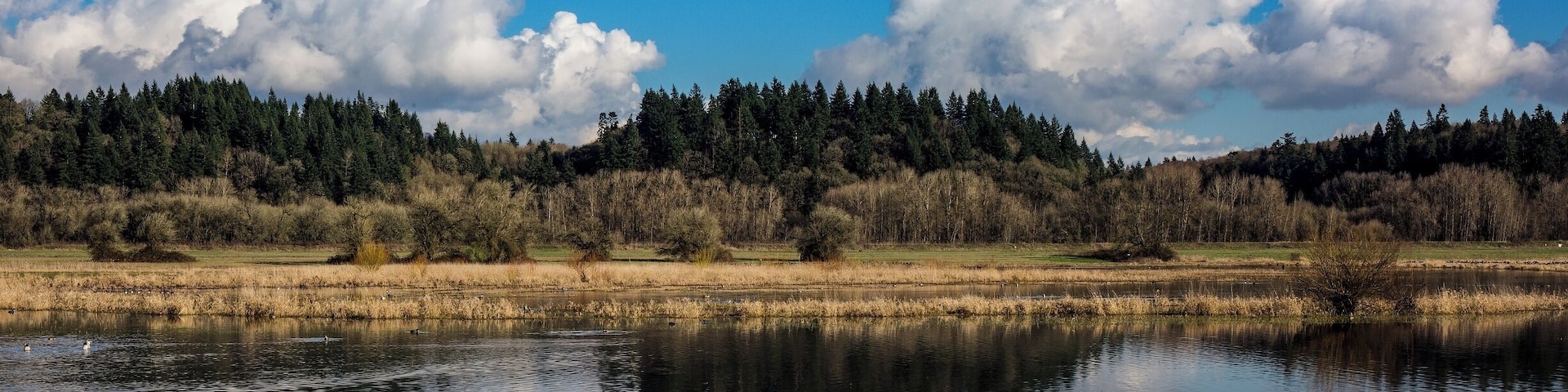 The flocks of Tundra Swans have started tapering off for the year. Soon, they'll all be gone, far enough north to find their nesting grounds and get ready for the spring ahead.
Ducks and other waterfowl will stay most of the year, though the largest portion of the Canada Geese will migrate up to...well...Canada. It's a little quiet in the place right now (ignore those geese, please), but the emptiness has its advantages.