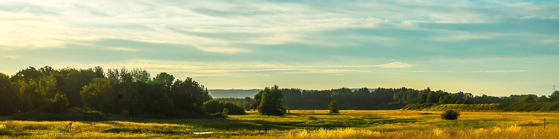 Un campo dorado bajo un cielo despejado y árboles distantes.