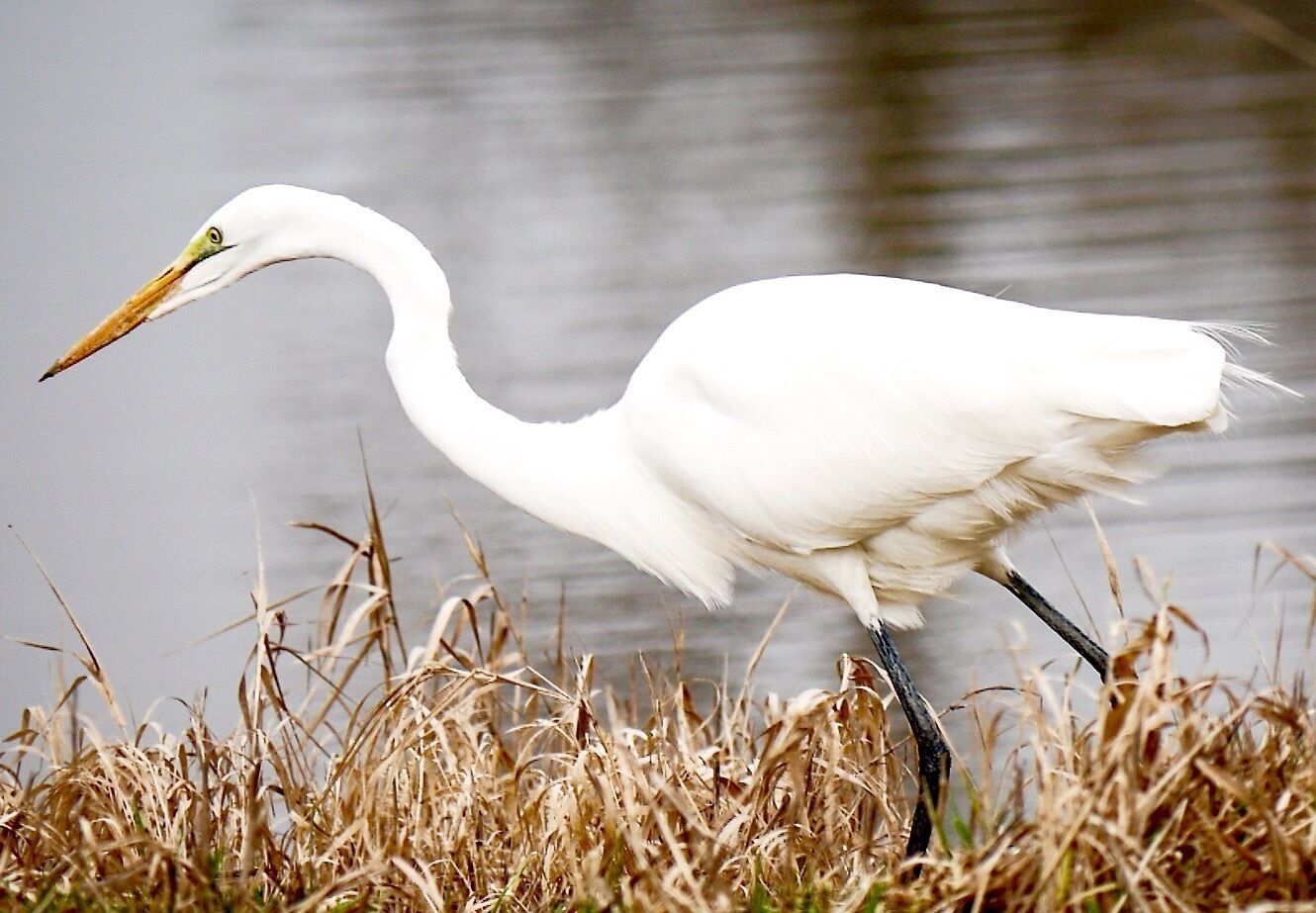 A white heron standing in tall grass near a body of water.