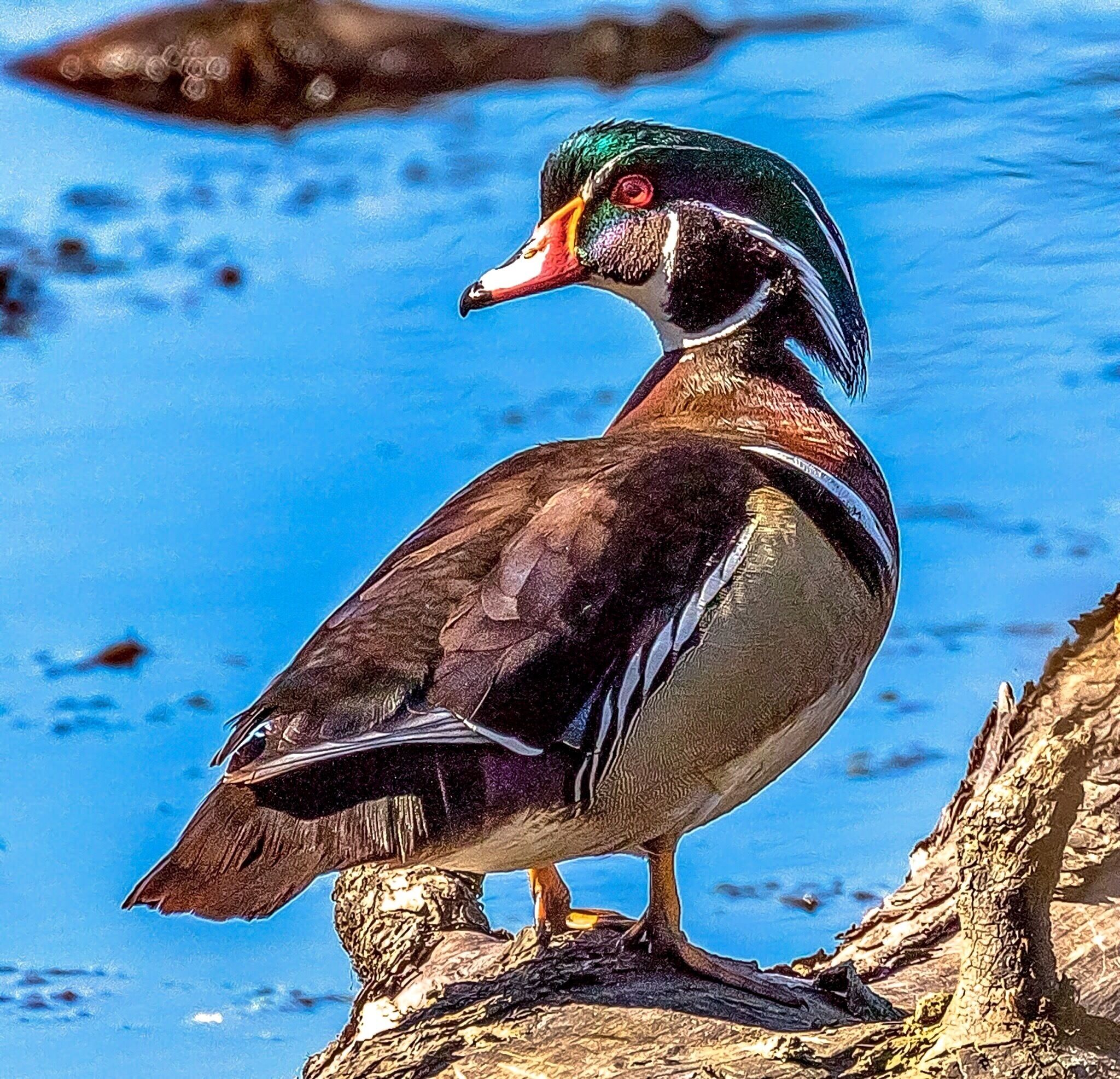 Wood Duck -- male