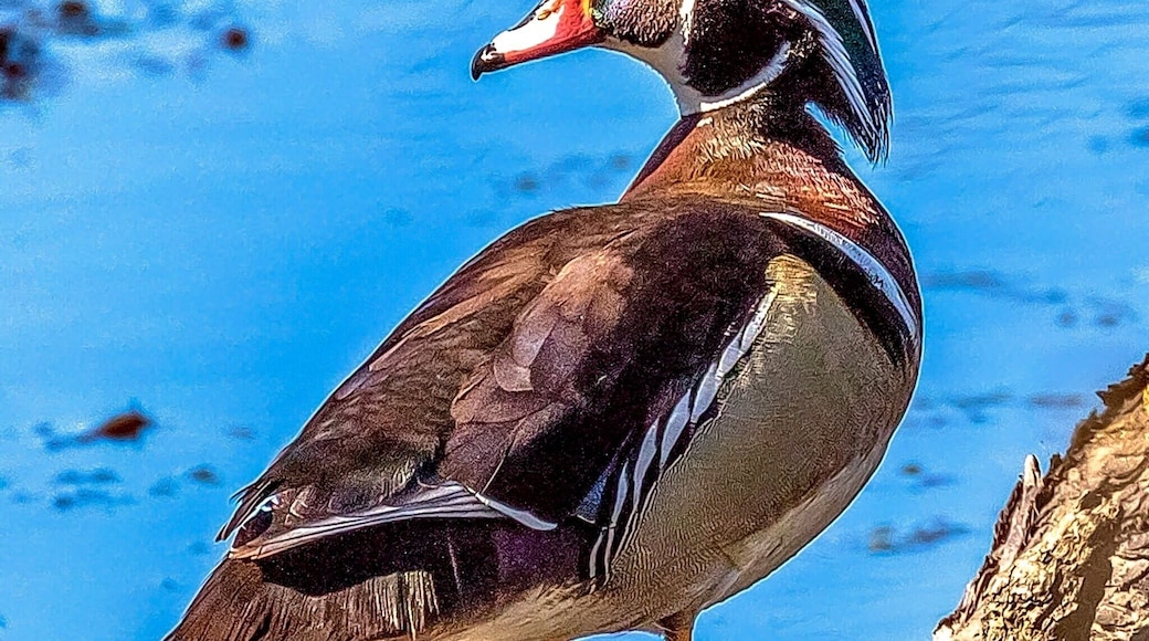 Wood Duck -- male
