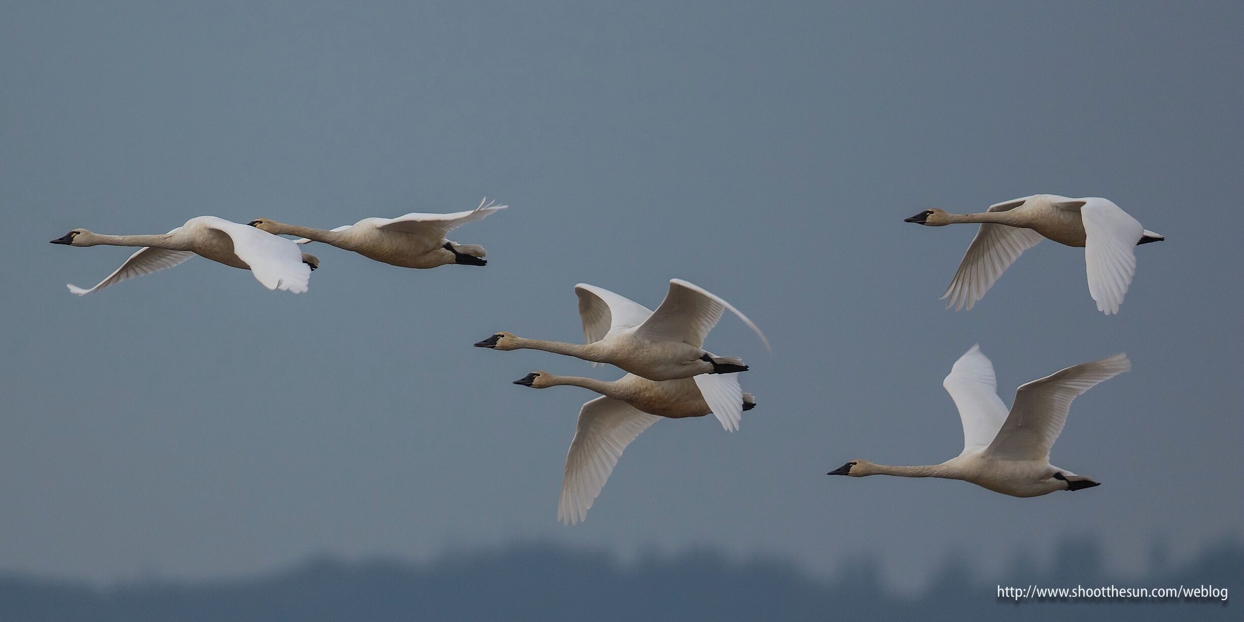 Tundra Swans pack the refuge at this time of the year.  Sadly, they will all be gone in little more than a month.