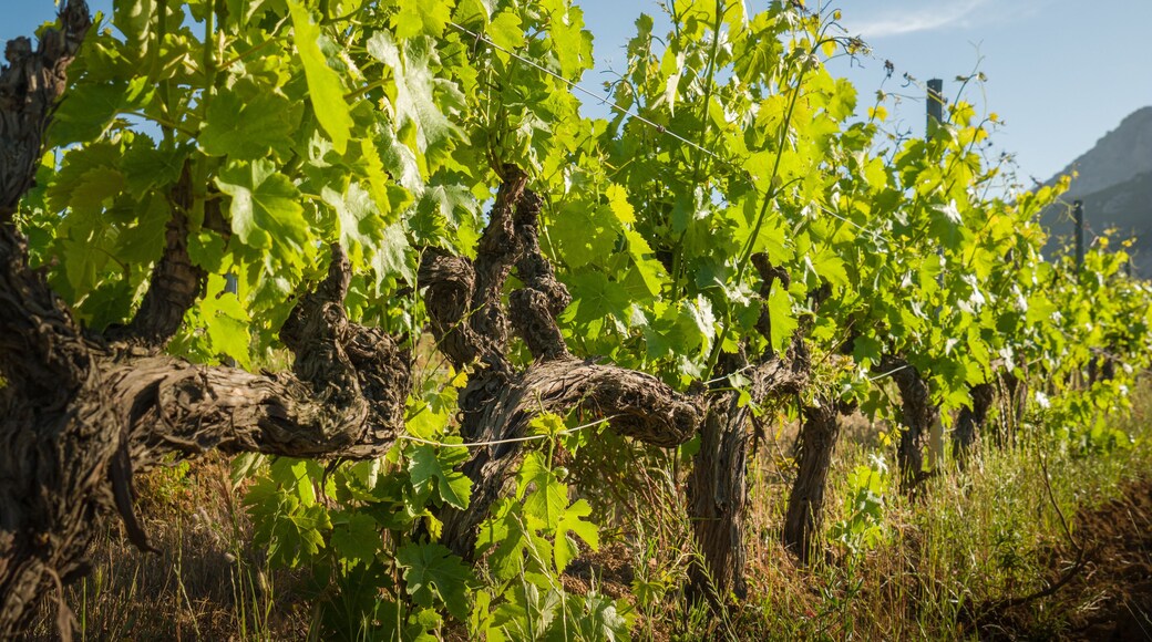 Vines growing in vineyard in Corsica