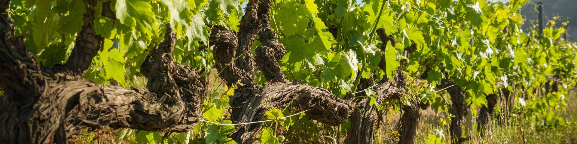Vines growing in vineyard in Corsica