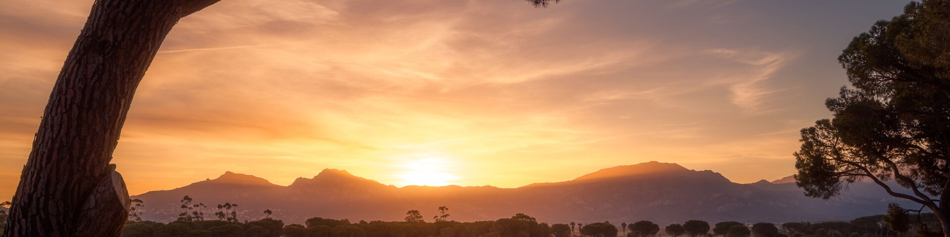 Un viñedo al atardecer con una cadena montañosa al fondo.