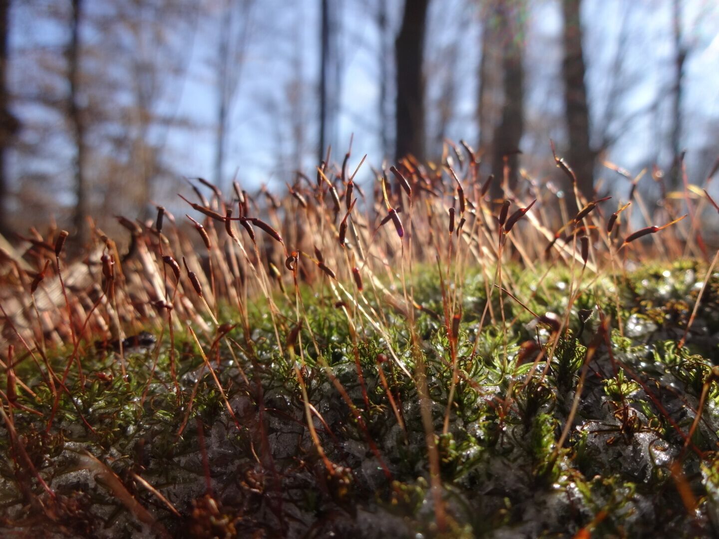A macro shot of the diploid sporophytes of this bryophyte reaching up through the frost to continue their life cycle throughout the winter even though most of the surrounding forest has gone dormant for the season.