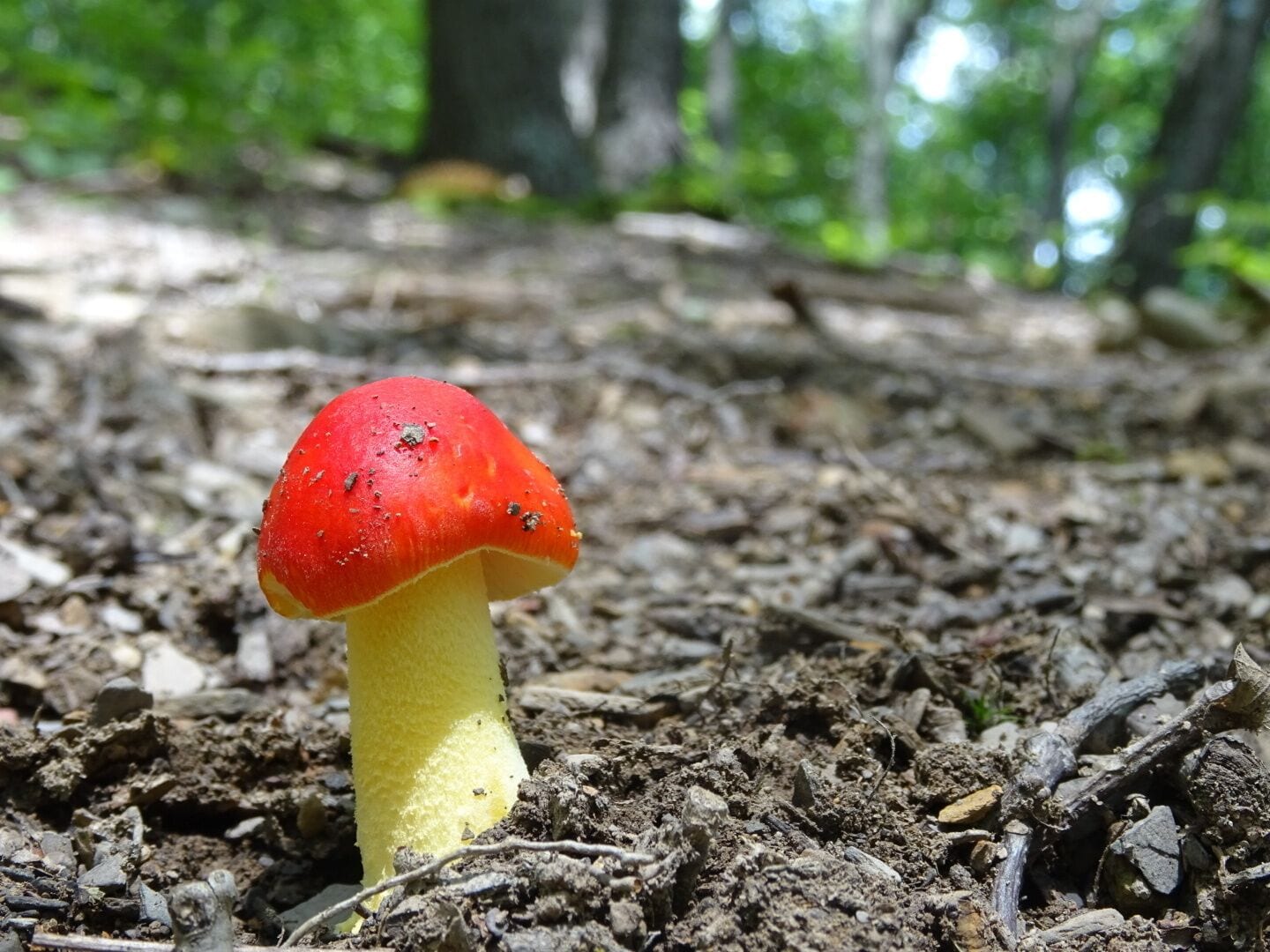 A bright red capped mushroom so perfect it's almost cartoonish (think Super Mario Bros) along the hiking trail at Fort Hill Earth Works and Nature Preserve.
