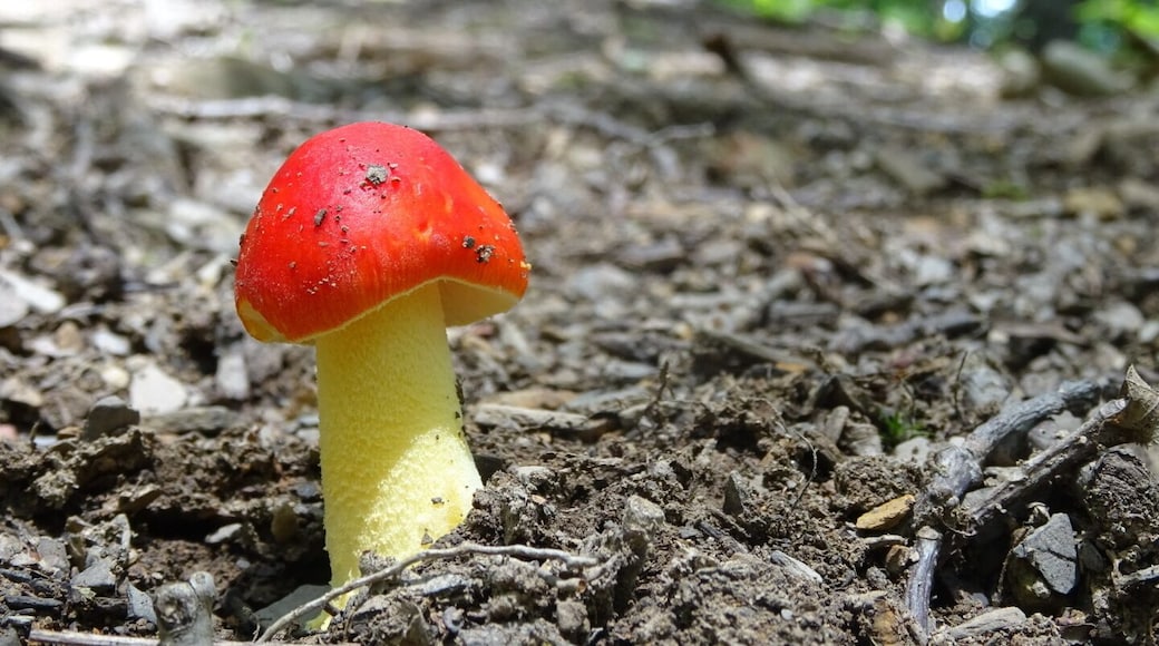 A bright red capped mushroom so perfect it's almost cartoonish (think Super Mario Bros) along the hiking trail at Fort Hill Earth Works and Nature Preserve.