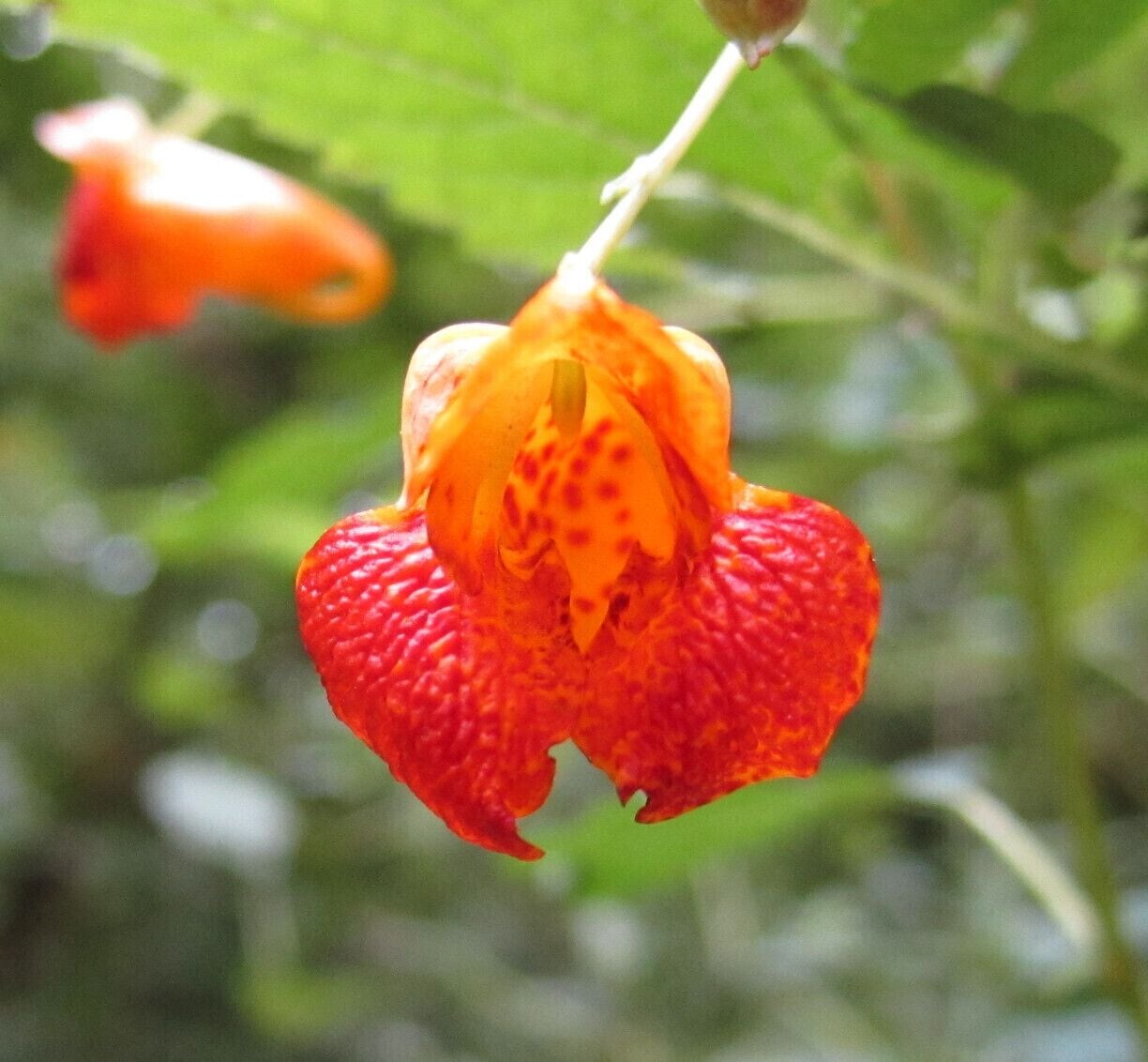 A close-up of the flower of Impatiens capensis or Jewelweed. This native plant is also called touch-me-not because the seed pods burst open and expel their seed when touched. It is said the sap of this plant can help alleviate the itch associated with both poison ivy and mosquito bites.